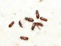 Piccoli insetti marroni si muovono su una superficie bianca e polverosa. Questi insetti nella farina sono pericolosi per la conservazione degli alimenti.