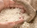 Mani che raccolgono chicchi di riso per risotti da un sacco di juta.