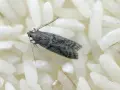 Una piccola farfallina grigia si posa su chicchi di riso bianco. Non è piacevole, ma le farfalline nel riso si può mangiare, sebbene sia meglio evitarle.