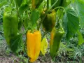 Peperoni verdi e gialli pendono dai rami. Alcuni peperoni maturano dopo la raccolta, cambiando colore.