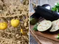 Melanzana selvatica gialla e melanzane viola mature, un confronto per capire se la melanzana è un frutto o una verdura.