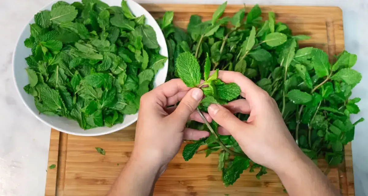 Mani che separano foglie di menta fresca, pronte per essere essiccate. Un cesto bianco pieno di menta è a sinistra, un mazzo su un tagliere di legno a destra.