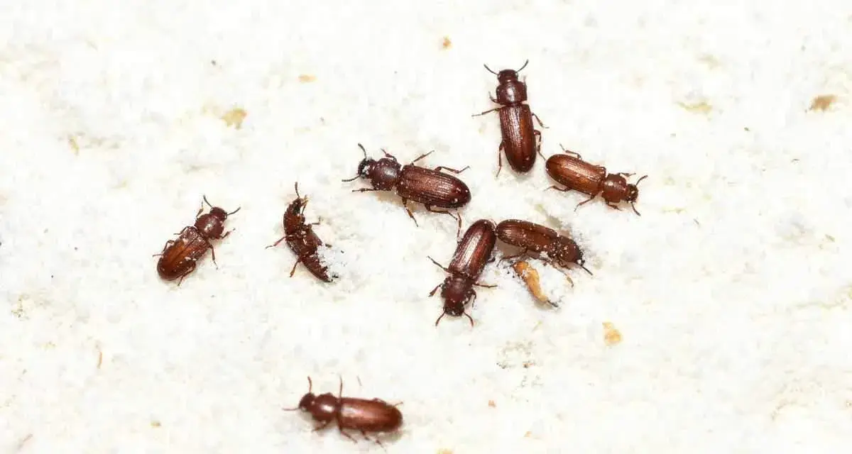 Piccoli insetti marroni si muovono su una superficie bianca e polverosa. Questi insetti nella farina sono pericolosi per la conservazione degli alimenti.