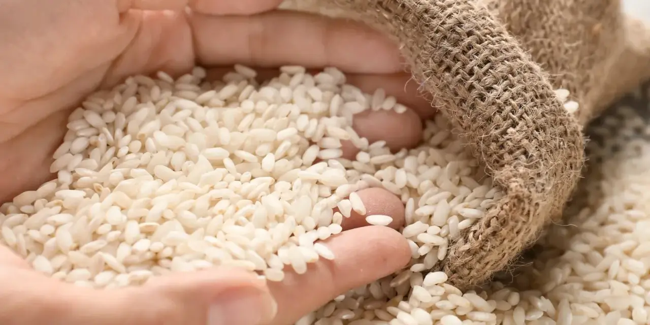 Mani che raccolgono chicchi di riso per risotti da un sacco di juta.