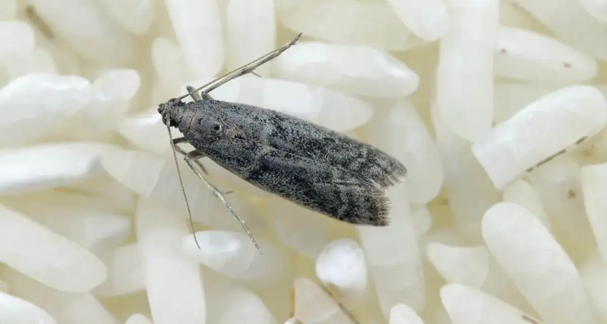 Una piccola farfallina grigia si posa su chicchi di riso bianco. Non è piacevole, ma le farfalline nel riso si può mangiare, sebbene sia meglio evitarle.