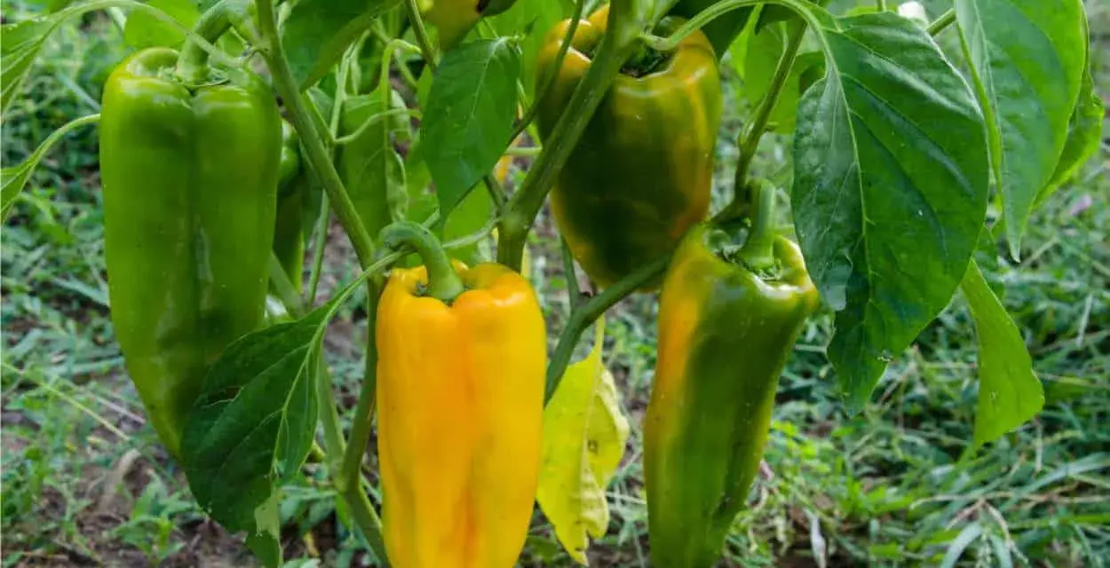 Peperoni verdi e gialli pendono dai rami. Alcuni peperoni maturano dopo la raccolta, cambiando colore.