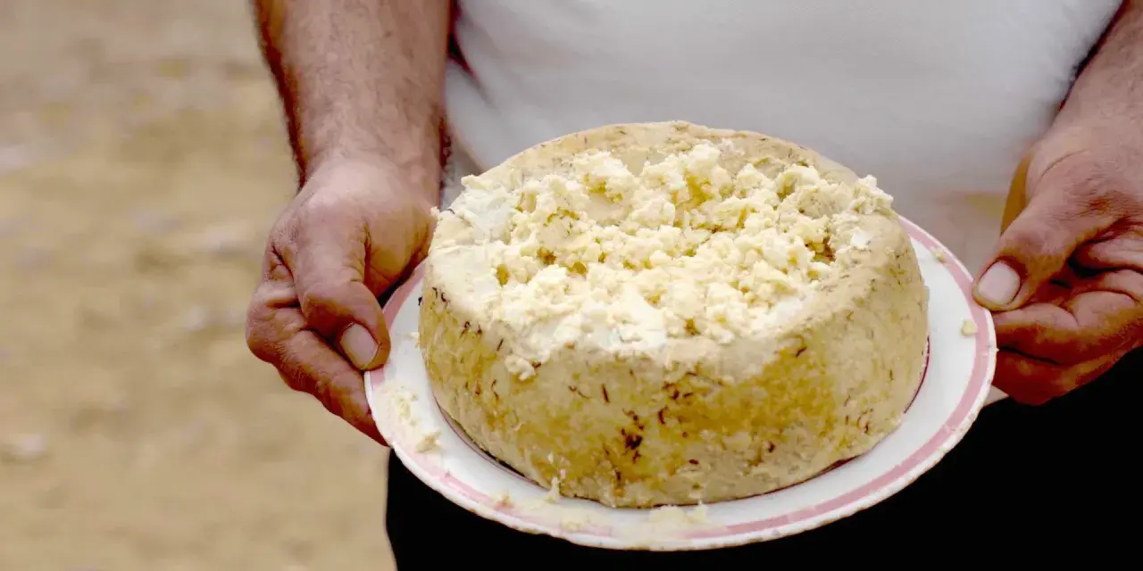 Formaggio con i vermi, una specialità sarda, viene tenuto su un piatto. La crosta è dorata e la parte superiore è sbriciolata.