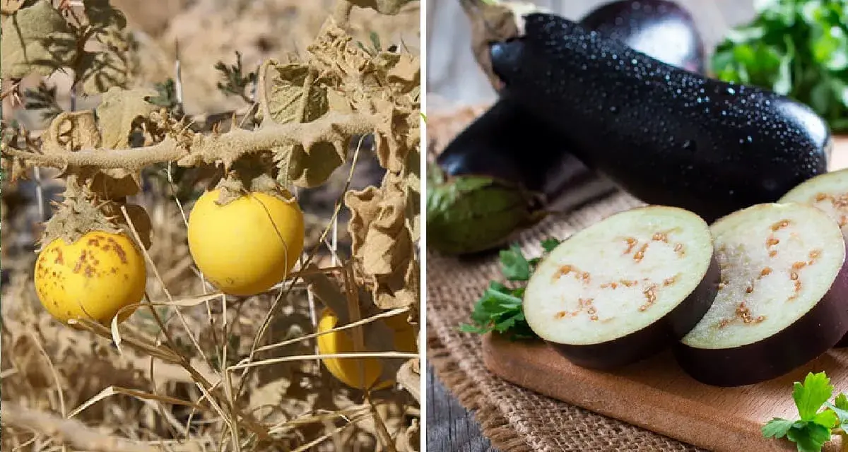 Melanzana selvatica gialla e melanzane viola mature, un confronto per capire se la melanzana è un frutto o una verdura.