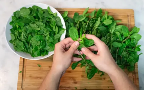 Mani che separano foglie di menta fresca, pronte per essere essiccate. Un cesto bianco pieno di menta è a sinistra, un mazzo su un tagliere di legno a destra.