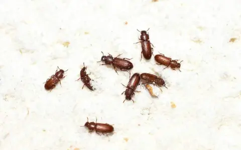 Piccoli insetti marroni si muovono su una superficie bianca e polverosa. Questi insetti nella farina sono pericolosi per la conservazione degli alimenti.
