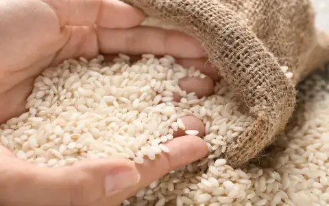 Mani che raccolgono chicchi di riso per risotti da un sacco di juta.