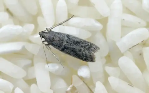 Una piccola farfallina grigia si posa su chicchi di riso bianco. Non è piacevole, ma le farfalline nel riso si può mangiare, sebbene sia meglio evitarle.
