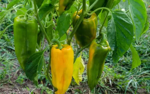 Peperoni verdi e gialli pendono dai rami. Alcuni peperoni maturano dopo la raccolta, cambiando colore.