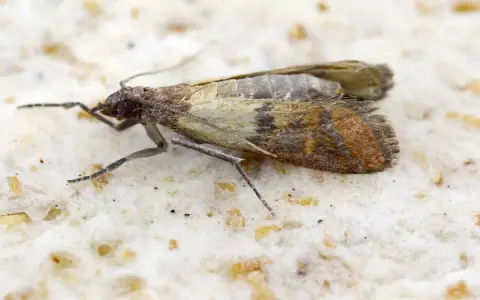 Farfalla su farina, un ospite indesiderato che ci ricorda di controllare sempre le scorte alimentari.