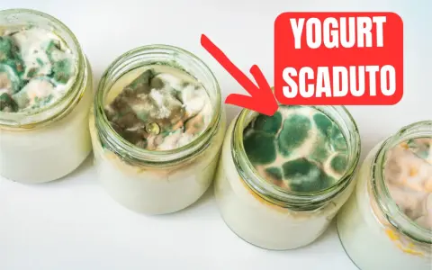 Barattoli di yogurt scaduto da 15 giorni, coperti da muffa verde e bianca. Un'immagine che mostra il deterioramento del cibo.