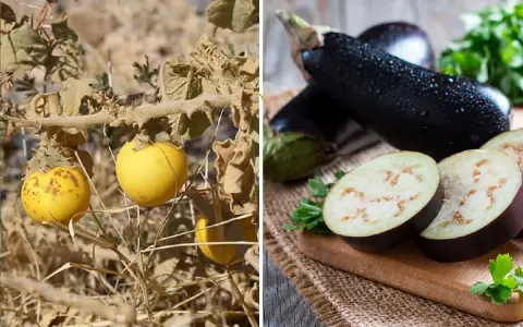 Melanzana selvatica gialla e melanzane viola mature, un confronto per capire se la melanzana è un frutto o una verdura.