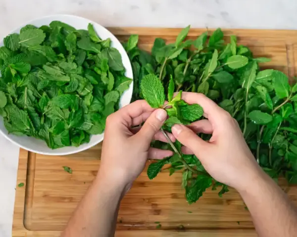 Mani che separano foglie di menta fresca, pronte per essere essiccate. Un cesto bianco pieno di menta è a sinistra, un mazzo su un tagliere di legno a destra.