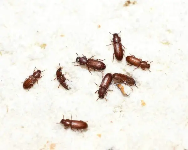 Piccoli insetti marroni si muovono su una superficie bianca e polverosa. Questi insetti nella farina sono pericolosi per la conservazione degli alimenti.
