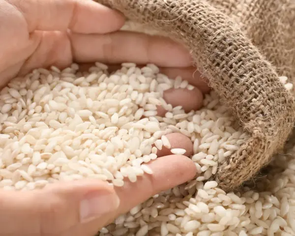 Mani che raccolgono chicchi di riso per risotti da un sacco di juta.