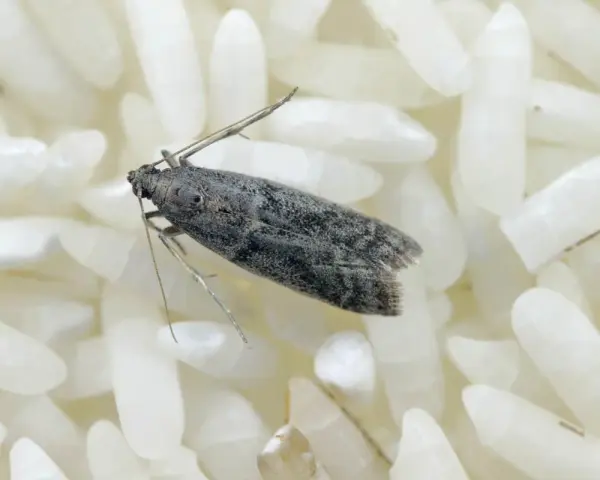 Una piccola farfallina grigia si posa su chicchi di riso bianco. Non è piacevole, ma le farfalline nel riso si può mangiare, sebbene sia meglio evitarle.