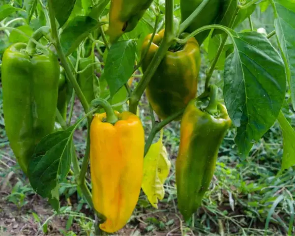 Peperoni verdi e gialli pendono dai rami. Alcuni peperoni maturano dopo la raccolta, cambiando colore.