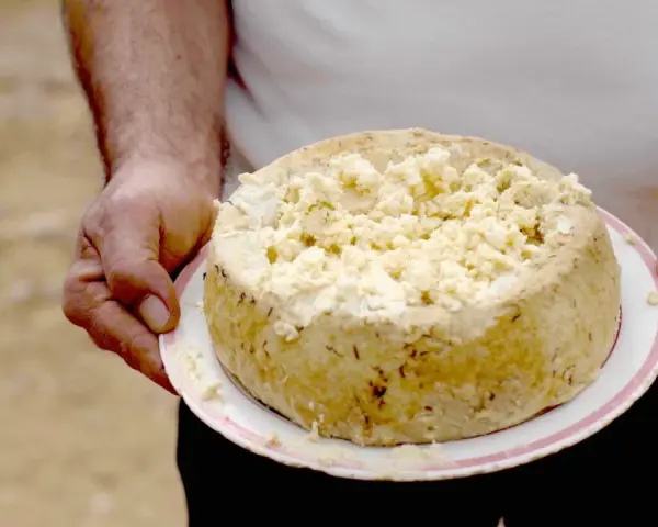 Formaggio con i vermi, una specialità sarda, viene tenuto su un piatto. La crosta è dorata e la parte superiore è sbriciolata.
