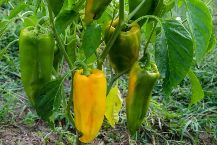 Peperoni verdi e gialli pendono dai rami. Alcuni peperoni maturano dopo la raccolta, cambiando colore.