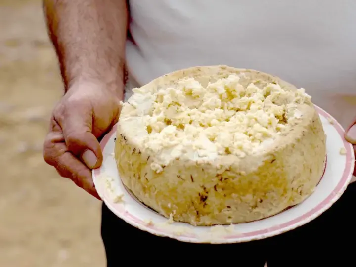 Formaggio con i vermi, una specialità sarda, viene tenuto su un piatto. La crosta è dorata e la parte superiore è sbriciolata.