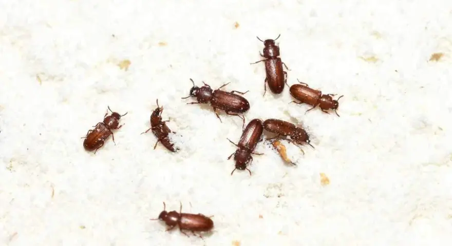 Piccoli insetti marroni si muovono su una superficie bianca e polverosa. Questi insetti nella farina sono pericolosi per la conservazione degli alimenti.