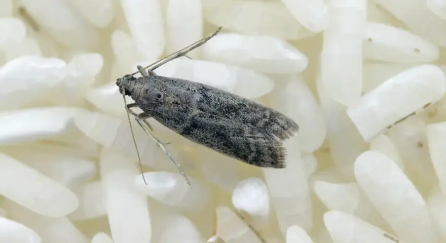Una piccola farfallina grigia si posa su chicchi di riso bianco. Non è piacevole, ma le farfalline nel riso si può mangiare, sebbene sia meglio evitarle.