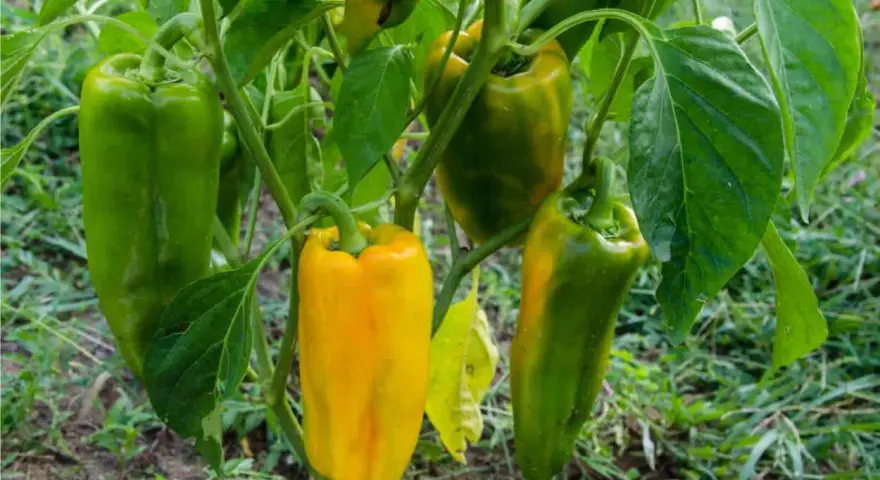 Peperoni verdi e gialli pendono dai rami. Alcuni peperoni maturano dopo la raccolta, cambiando colore.