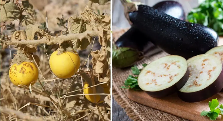 Melanzana selvatica gialla e melanzane viola mature, un confronto per capire se la melanzana è un frutto o una verdura.
