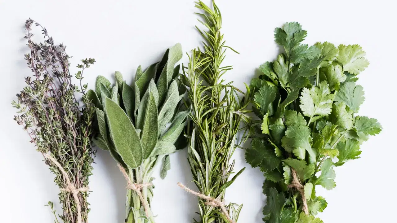 Mazzi di timo, salvia, rosmarino e coriandolo, perfetti per le tue ricette con erbette.