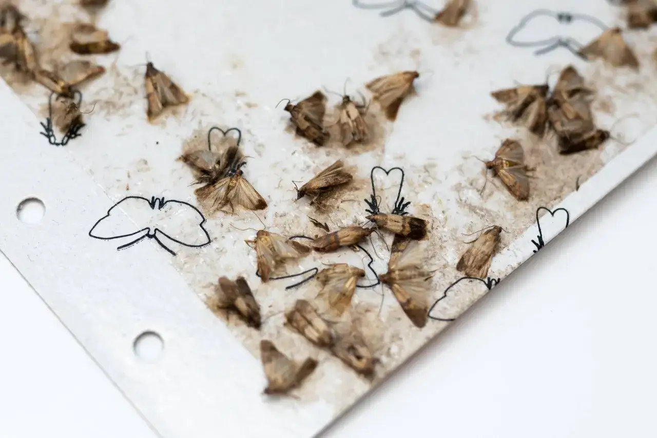 Trappola adesiva con farfalline catturate. La farina con farfalle si può mangiare? No, queste sono insetti indesiderati.