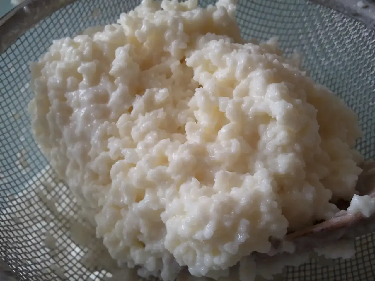 Grani di kefir, pronti per fare yogurt fatto in casa con fermenti. La consistenza è granulosa e cremosa.