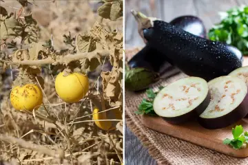 Melanzana selvatica gialla e melanzane viola mature, un confronto per capire se la melanzana è un frutto o una verdura.